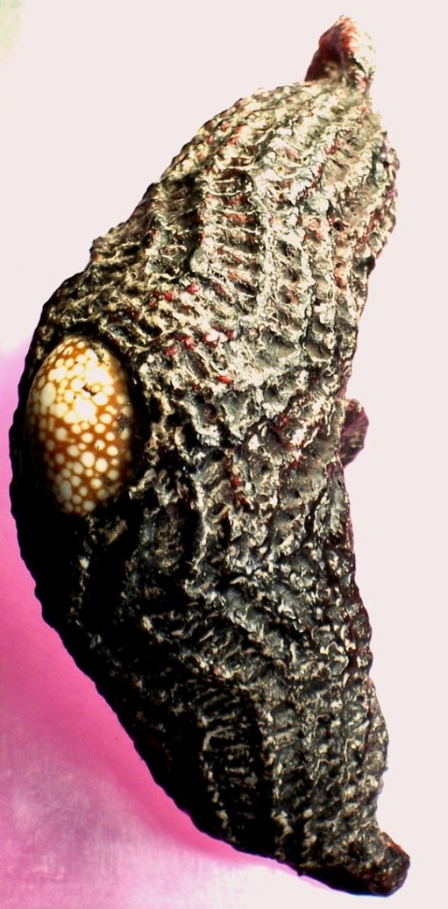 เบี้ยแก้ หลวงปู่ศุข วัดปากคลองมะขามเฒ่า ชัยนาท เบี้ยแก้ หลวงปู่ศุข วัดปากคลองมะขามเฒ่า ชัยนาท